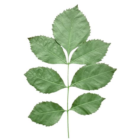 Leaf Texture mapping Alpha compositing - leaf png download - 640*640 - Free Transparent Leaf png ...