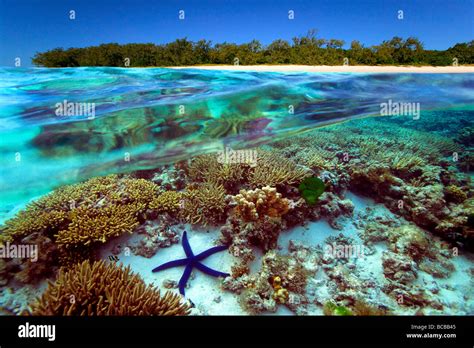 Underwater View Of Great Barrier Reef Australia Stock Photo Alamy