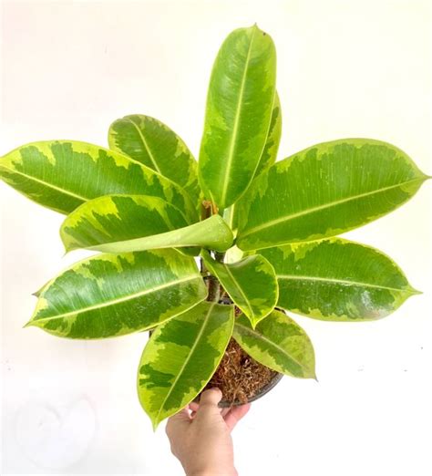 Doescheri Ficus Elastica Lazada Ph