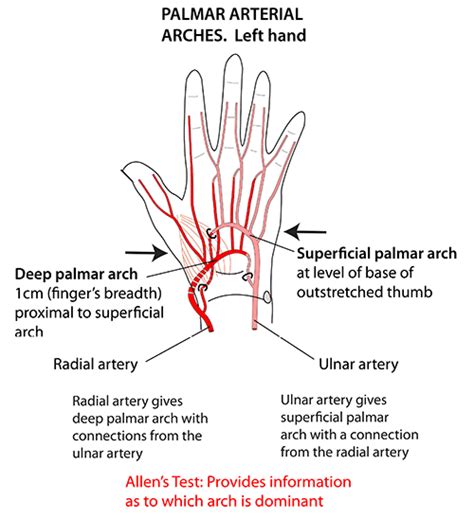 Instant Anatomy Upper Limb Areasorgans Hand Palmar Arterial Arches