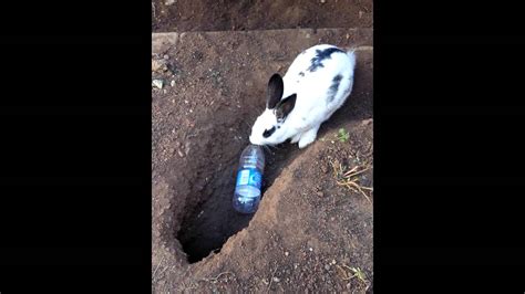Rabbit Digging Holes In Garden Youtube