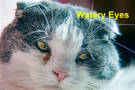 What Causes Watery Eyes In Your Cat Emergency Animal Care Braselton