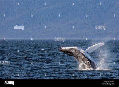 Mother Humpback Whale Megaptera Novaeangliae Breaching Near Her Calf