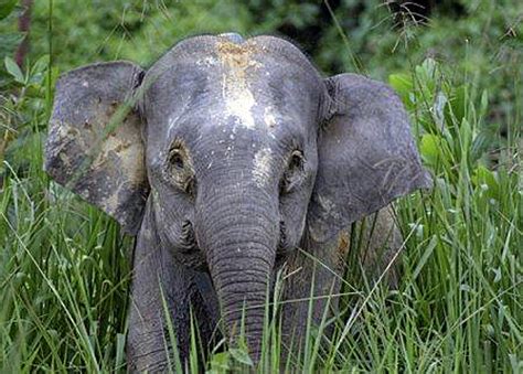 Can You Believe It Adorable Pygmy Elephants Baby