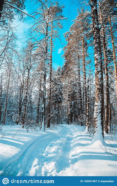 Road In Winter Forest Stock Image Image Of Winter Firs 140947467