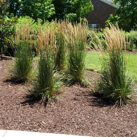 ‘karl Foerster Feather Reed Grass Perfect For Every Garden — The