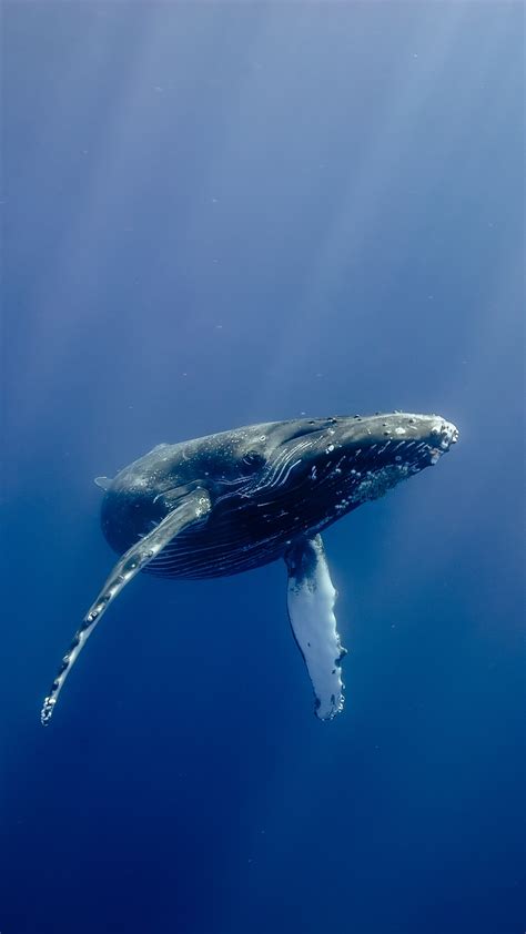 Photos courtesy chico mendes institute for biodiversity conservation. Humpback Whale (Megaptera novaeangliae), Hawaii, USA ...