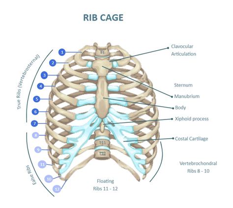 Ribs Labeled Science Diagrams Human Organ Ribs