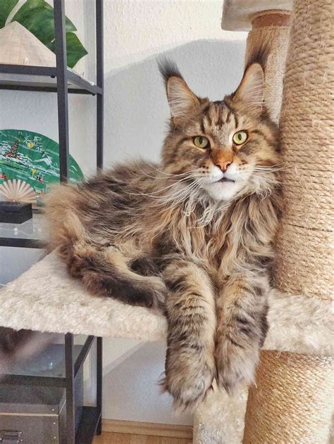 Welche faktoren beeinflussen das wachstum einer katze? Maine Coon Kater Uberto aus Kaarst ist ein großer Social ...