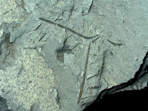 Fossil Huntress Graptolites
