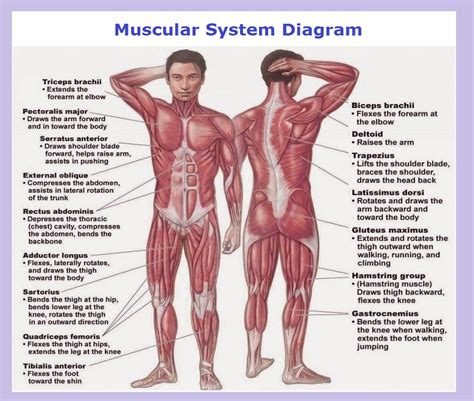 Human muscle system, the muscles of the human body that work the skeletal system, that are under voluntary control, and that are concerned with movement, posture, and balance. Labelled Muscular System Front And Back : Pin On Nursing ...