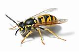 Images of Is A Wasp An Insect