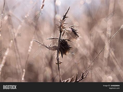 Close Meadow Winter Image And Photo Free Trial Bigstock