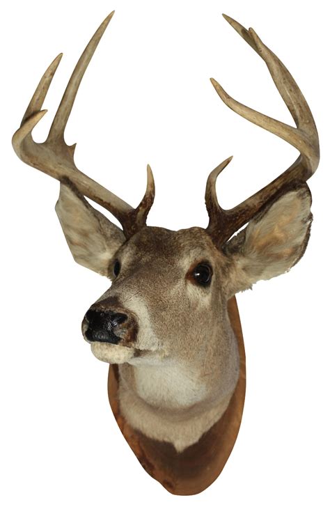 Deer Head Png Picture Png Mart