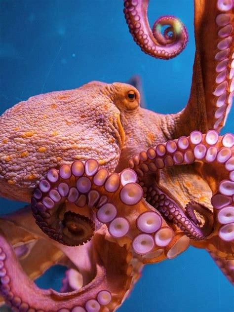 Beautiful Octopus Macrophotography Octopus Deep Sea Creatures