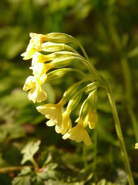 Free Images Nature Meadow Leaf Flower Green Herb Botany Yellow