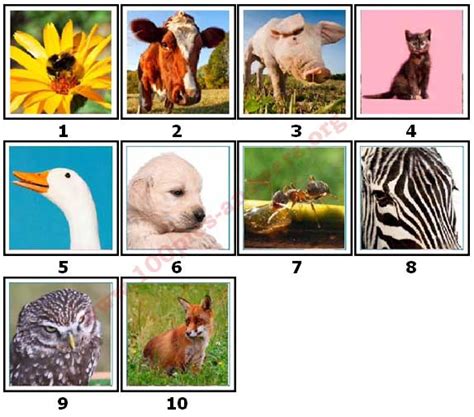 100 Pics Animals Level 1 10 Answers 100 Pics Answers