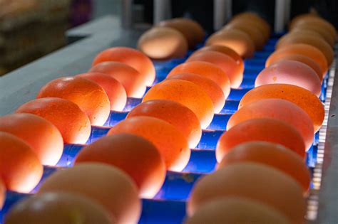 However, each turkey poult that is raised from meat production originated from a fertile egg. Egg Production and Investment in Turkey - Konsept Tarim