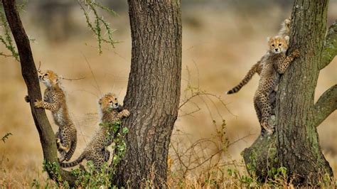Cheetah Cubs Bing Wallpaper Download