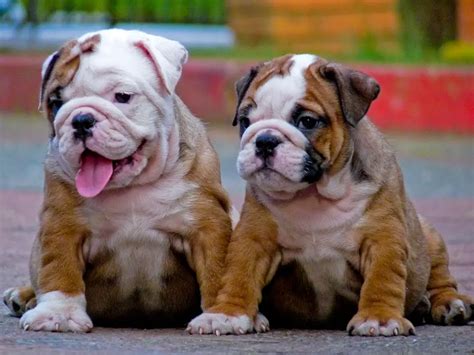 Best Miniature Bulldog Puppies In The World Learn More Here Bulldogs