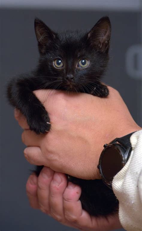 Cute Little Black Kitten In Hands Stock Image Image Of Mammal