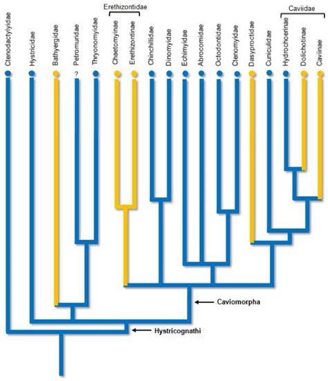 Phylogeny Of The Hystricomorpha Distribution Of The Single Pair Of