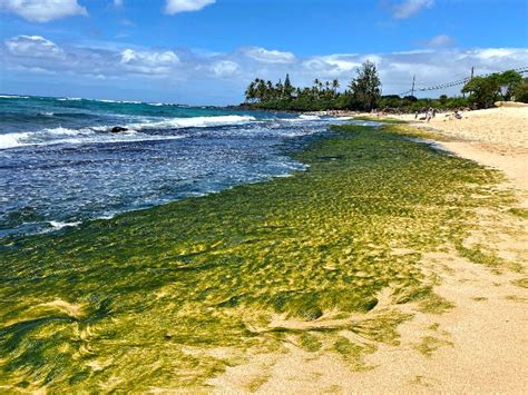 Laniakea Beach Better Known As Turtle Beach On The North Shore