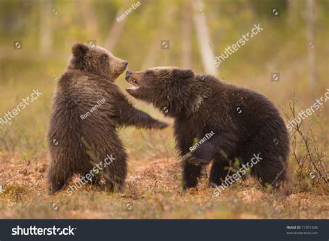 Bear Cubs Fighting Stock Photo 77351500 Shutterstock