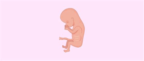 Tercer Mes De Embarazo Desarrollo Del Feto Y Síntomas En La Mujer 2022