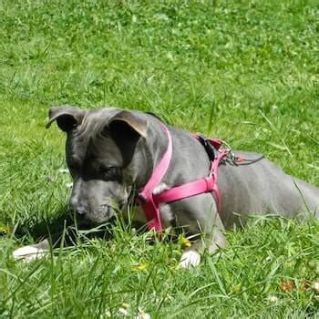 There is an assortment of reasons your dog may be grazing in your yard. Is Eating Grass Bad For Dogs? [Plus Reasons Why Dogs Eat ...