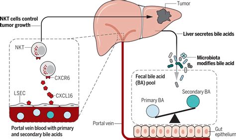 Bile Acids Their Role In Gut Health Beyond Fat Digestion Clinical
