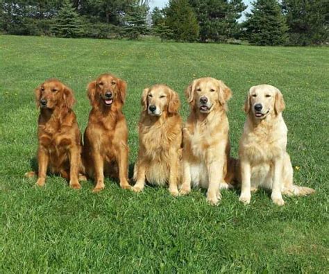 Are All Golden Retrievers Long Haired