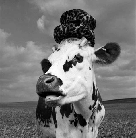 hermione the stylish cow lili gabbiano very personal cow photos cow cow pictures