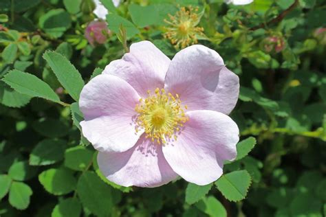 Photo Of The Bloom Of Woods Rose Rosa Woodsii Posted By Ruuddeblock