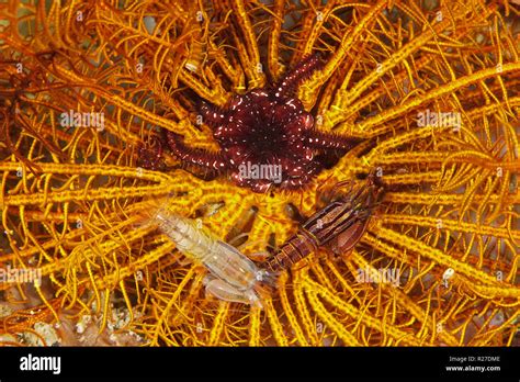 Comanthus Crinoid Shrimp Hi Res Stock Photography And Images Alamy
