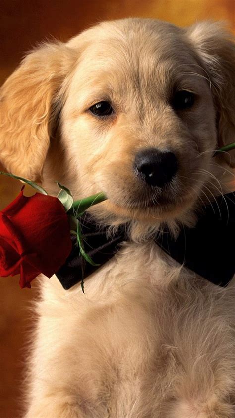 Valentine Dog With Red Rose 4k Ultra Hd Mobile Wallpaper