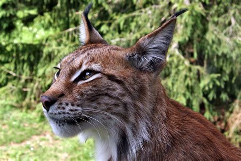 Dangerous Wild Lynx Free Stock Photo Public Domain Pictures
