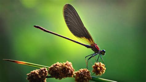 dragonflies, insect wallpapers and images - wallpapers, pictures, photos