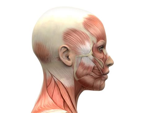 Female Head Muscles Anatomy Front View Female Head Muscles Human