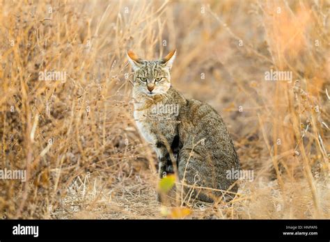 African Wildcat Felis Silvestris Lybica Wildcat In Busch Grass