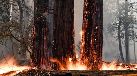 will california s giant redwoods survive the raging wildfires live science