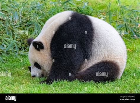 El Panda Gigante El Oso Panda Comiendo Bambú Sentados En El Césped