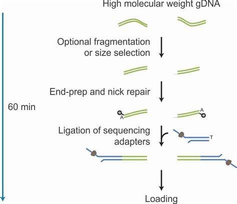 Ligation Sequencing Kit Interprise Oxford Nanopore