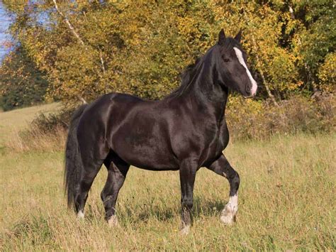 Welsh Pony Breed Pony Magazine