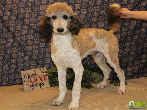 Poodle sacramento, california, united states. Scout - Standard Parti Poodle Puppy - Renowned Poodles