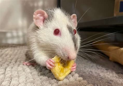 Best Rat Treats 9 Healthy And Delicious Snacks Your Rats Will Love