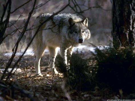 Many peoples used wolf wallpaper android apps on google play store. 49+ Cool Wallpapers of Wolves on WallpaperSafari