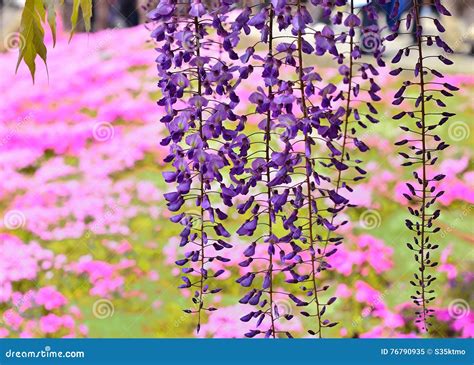 Wisteria Pink Background Stock Image Image Of Natural 76790935