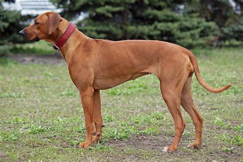 Rhodesian Ridgebacks Everything You Need To Know About