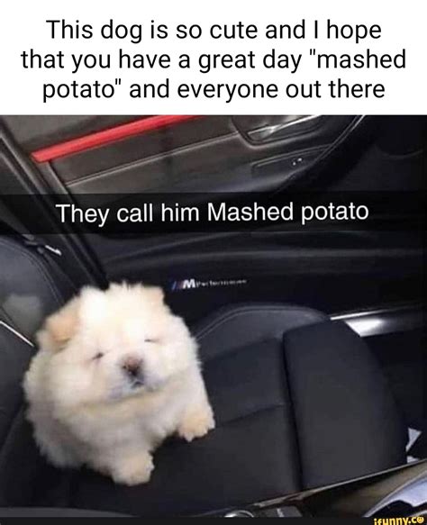 This Dog Is So Cute And I Hope That You Have A Great Day Mashed Potato